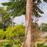  Terreno (Parcela) en venta en Mazatan, Chiapas, Mazatan