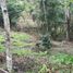  Terreno (Parcela) en venta en La Cumbre, Valle Del Cauca, La Cumbre