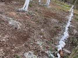  Grundstück zu verkaufen in Telchac Pueblo, Yucatan, Telchac Pueblo, Yucatan