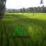  Land for sale in Mauban, Quezon, Mauban