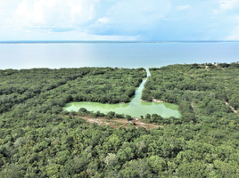  Terreno (Parcela) en venta en Panamá, Guabito, Changuinola, Bocas del Toro, Panamá