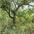  Land for sale in Bukidnon Northern Mindanao, Libona, Bukidnon