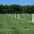  Land for sale in Dist Pochutla, Oaxaca, Dist Pochutla