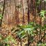  Land for sale in Cuernavaca, Morelos, Cuernavaca