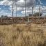  Land for sale in Soledad De Graciano Sanchez, San Luis Potosi, Soledad De Graciano Sanchez