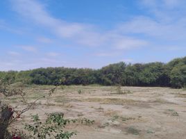  Terreno (Parcela) en venta en Catacaos, Piura, Catacaos, Piura, Piura