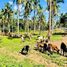  Land for sale in Ibaan, Calabarzon, Ibaan