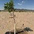  Land for sale in Juarez, Chihuahua, Juarez