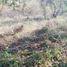  Terreno (Parcela) en venta en Dist Pochutla, Oaxaca, Dist Pochutla