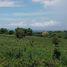  Land for sale in Zamboanguita, Negros Island Region, Zamboanguita