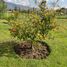 Land for sale in Tabacundo, Pichincha, Tabacundo, Pedro Moncayo