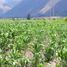  Land for sale in Sacred Valley, Huayllabamba, Yucay