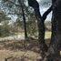  Land for sale in Yecapixtla, Morelos, Yecapixtla