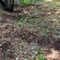  Land for sale in Temixco, Morelos, Temixco