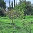  Land for sale in Del Centro, Oaxaca, Del Centro