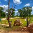  Grundstück zu verkaufen in Muxupip, Yucatan, Muxupip