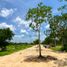  Grundstück zu verkaufen in Muxupip, Yucatan, Muxupip