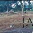  Land for sale in Atzacan, Veracruz, Atzacan