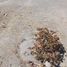  Terreno (Parcela) en venta en Arequipa, Arequipa, Jose Luis Bustamante Y Rivero, Arequipa