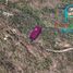 Terreno (Parcela) en venta en Acapulco, Guerrero, Acapulco