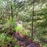  Land for sale in Zinapecuaro, Michoacan, Zinapecuaro