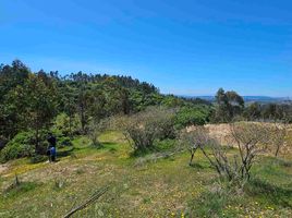  Terrain for sale in Navidad, Cardenal Caro, Navidad