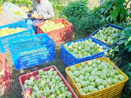  Grundstück zu verkaufen in Malang Regency, East Jawa, Bumiaji, Malang Regency