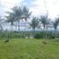  Land for sale in Cebu Central Visayas, Dumanjug
