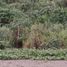  Land for sale in Esmeraldas, Esmeraldas, Esmeraldas, Esmeraldas, Esmeraldas