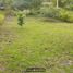  Land for sale in San Martin, Cacatachi, San Martin, San Martin