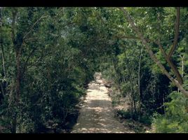  Terreno (Parcela) en venta en Puerto Morelos, Quintana Roo, Puerto Morelos