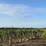  Land for sale in Mani, Yucatan, Mani