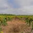  Land for sale in Mani, Yucatan, Mani