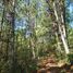  Land for sale in Huauchinango, Puebla, Huauchinango
