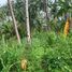  Land for sale in Negros Oriental Negros Island Region, Dauin, Negros Oriental