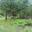  Land for sale in Chignahuapan, Puebla, Chignahuapan