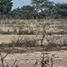  Land for sale in Asia, Lima, Asia