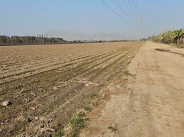  Terreno (Parcela) en venta en Chincha, Ica, Alto Laran, Chincha