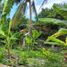 Terreno (Parcela) en venta en Oslob, Central Visayas, Oslob