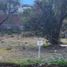  Land for sale in Ixtlahuacan De Los Membrillos, Jalisco, Ixtlahuacan De Los Membrillos