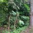  Land for sale in Bacong, Negros Island Region, Bacong, Negros Oriental, Negros Island Region