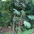  Land for sale in Bacong, Negros Island Region, Bacong, Negros Oriental, Negros Island Region