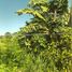  Terreno (Parcela) en venta en Lapu-Lapu City, Central Visayas, Lapu-Lapu City, Cebu