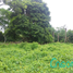  Land for sale in Los Rios, Pimocha, Babahoyo, Los Rios