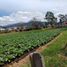  Terreno (Parcela) en venta en Azuay, San Joaquin, Cuenca, Azuay