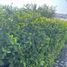  Terreno (Parcela) en venta en Huimilpan, Querétaro, Huimilpan