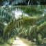 Land for sale in Pancang Bedena, Selangor, Pancang Bedena, Sabak Bernam