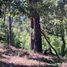  Land for sale in Donato Guerra, Mexico, Donato Guerra