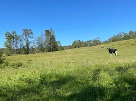  Terreno (Parcela) en venta en Fresia, Llanquihue, Fresia