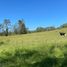  Land for sale in Fresia, Los Lagos, Fresia
